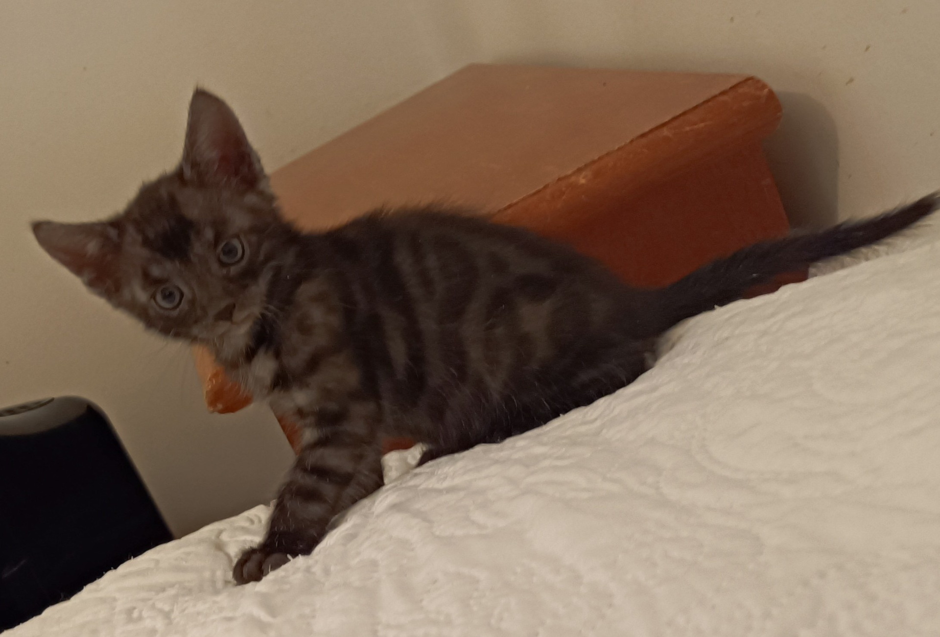 Musta savu, melanistinen tyttö. Erittäin harvinainen väri.